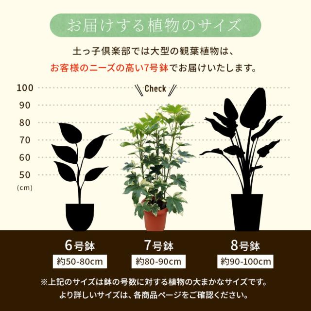 ファトスヘデラ・バリエガータ