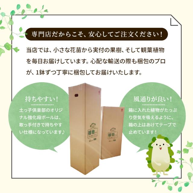 ファトスヘデラ・バリエガータ