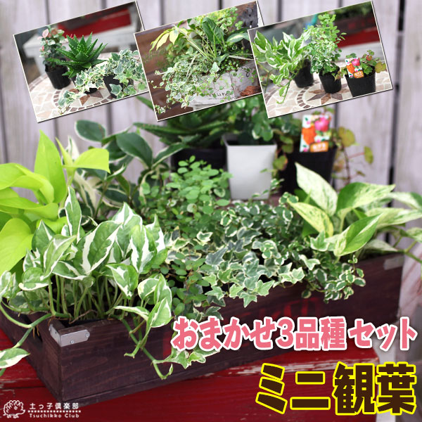 ミニ観葉植物「3品種」セット