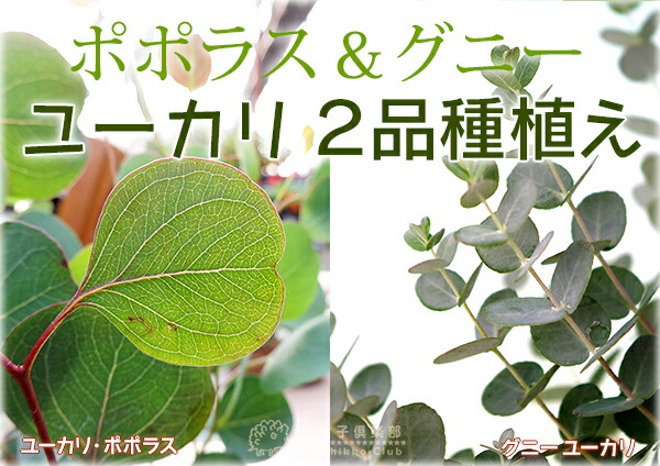 ユーカリ2品種植え（ポポラス＆グニー）24cmスリット鉢