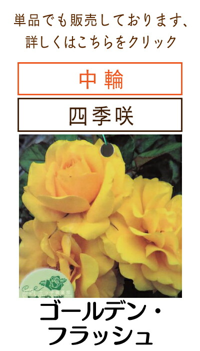 ゴールデン・フラッシュ