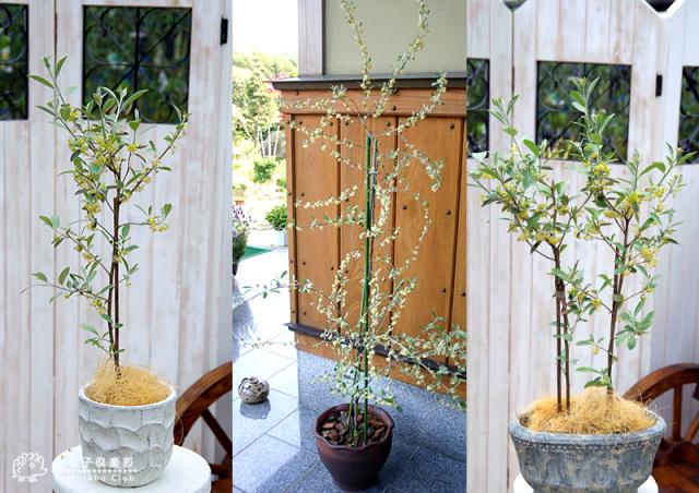 ロシアンオリーブ