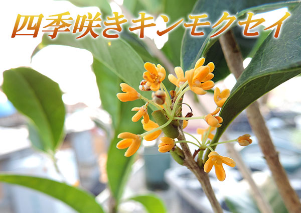 四季咲き金木犀