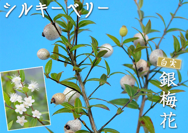 シルキーベリー