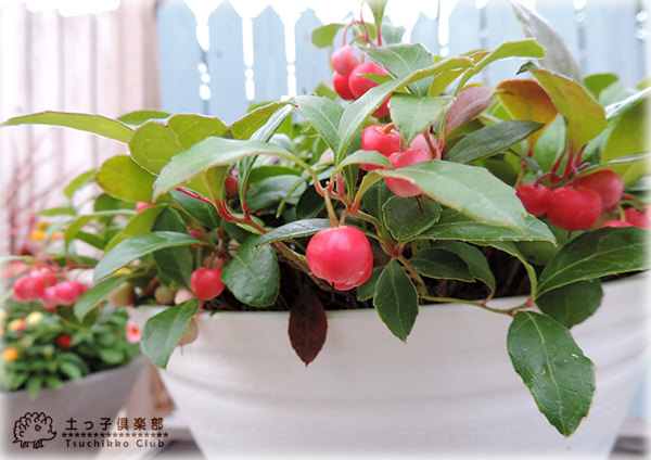 チェッカーベリー