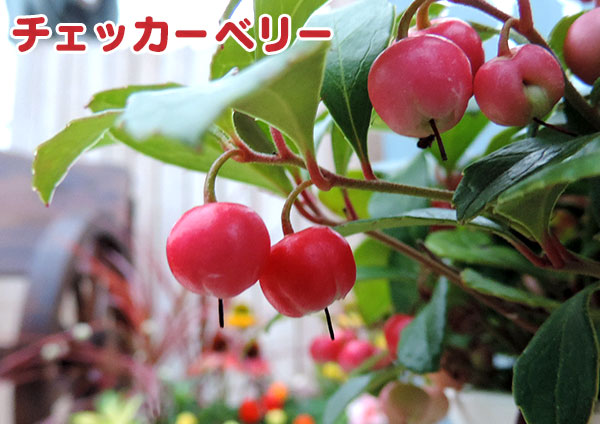 チェッカーベリー