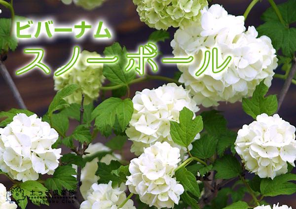 ビバーナム『スノーボール』