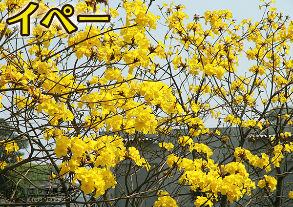 イペーの木苗木黄花