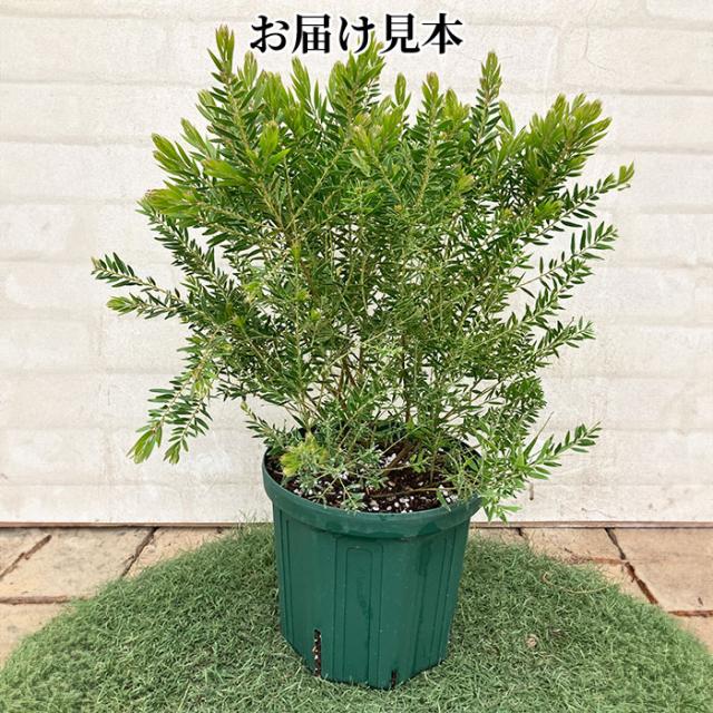 アカシア テレサ 18cm 6号 鉢植え