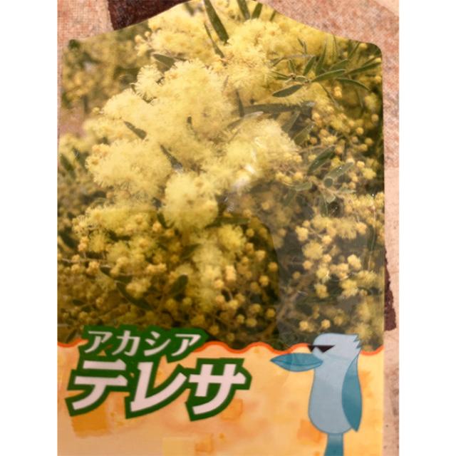 アカシア テレサ 18cm 6号 鉢植え