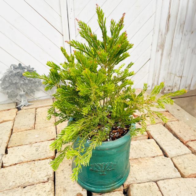 アカシア テレサ 18cm 6号 鉢植え