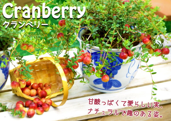 クランベリーの苗