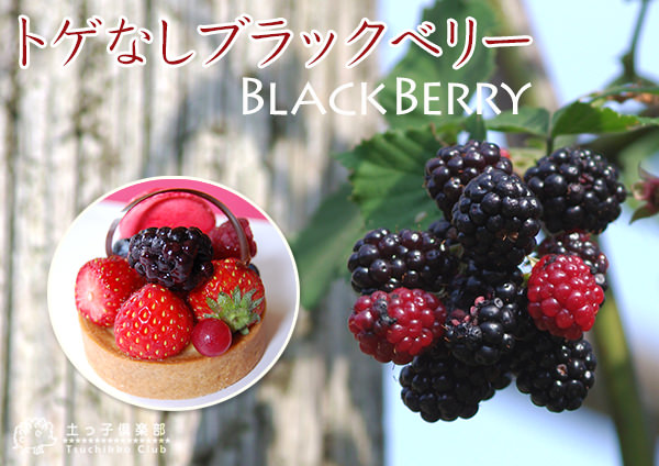 ブラックベリー