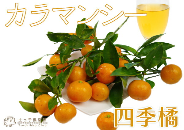 四季橘