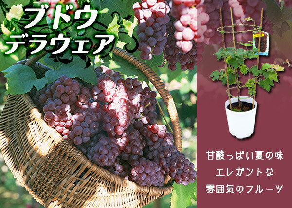 デラウェア