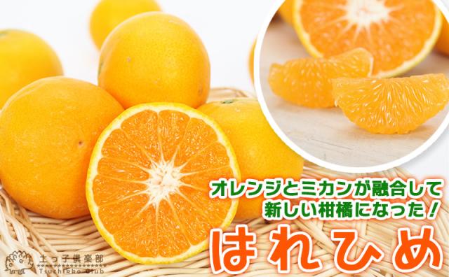 土っ子倶楽部の自慢の『柑橘類』