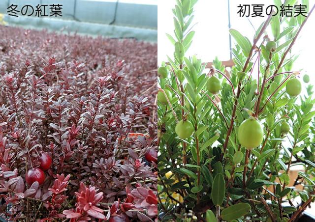 クランベリーの成長