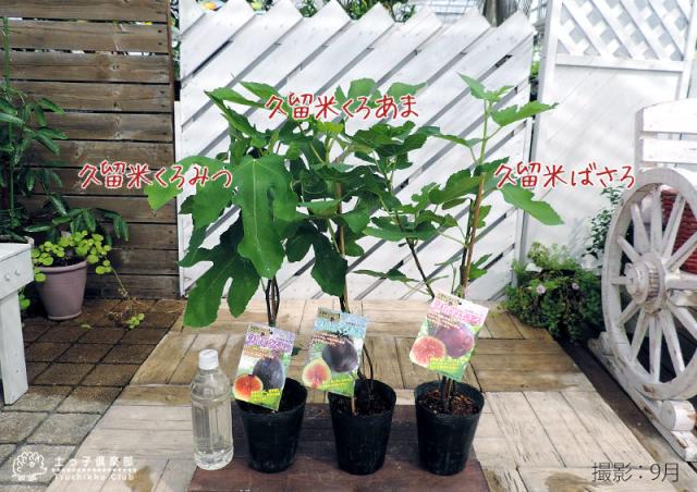 久留米いちじくシリーズ