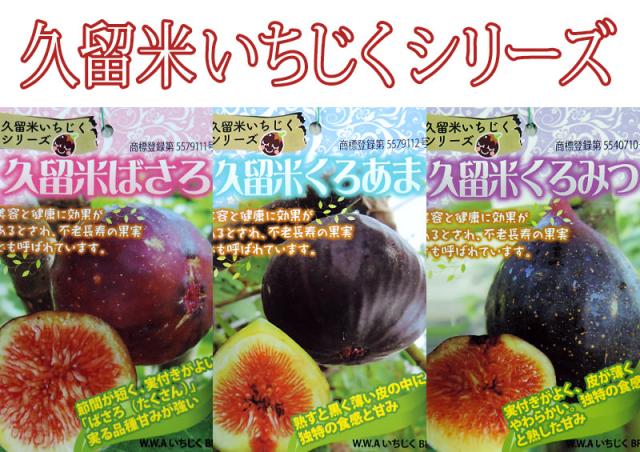 【選べる品種】久留米いちじくシリーズ