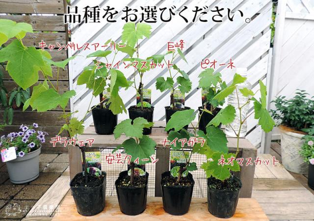 【選べる品種】ぶどう