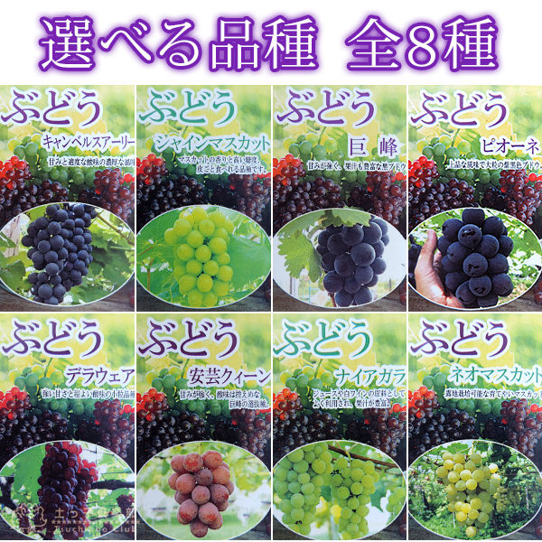 【選べる品種】ぶどう