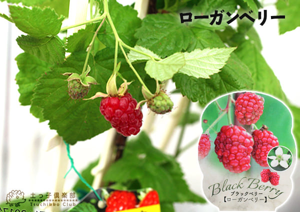 ローガンベリー
