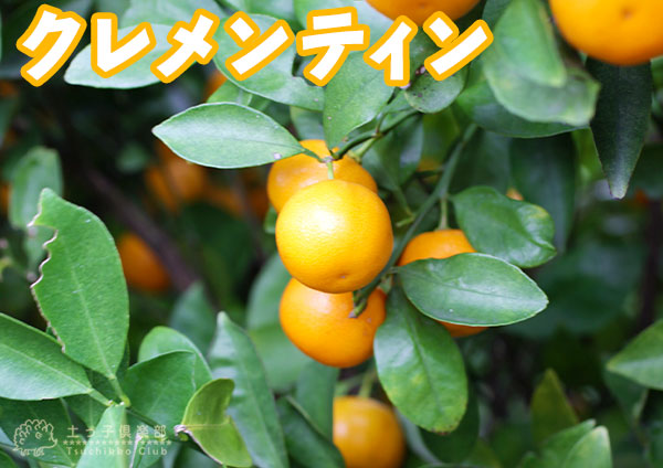 クレメンティン