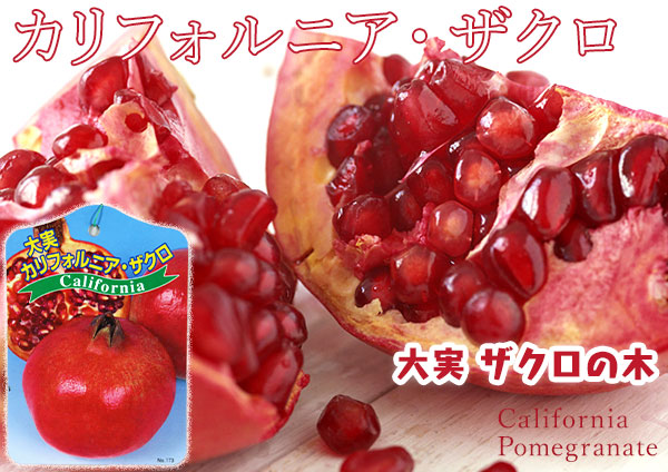 ホットシーズン　カリフォルニア大実ザクロの木 182cm 楽天市場】3日入荷予定 大実カリフォルニアザクロ 苗木 4号