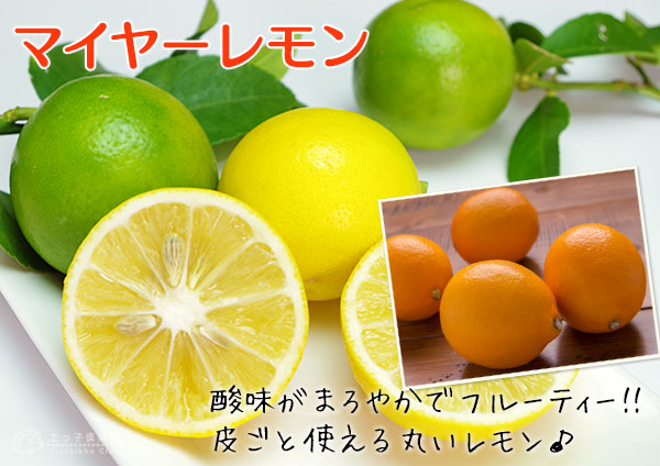 マイヤーレモン
