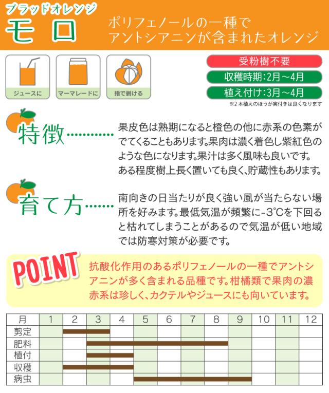 土っ子倶楽部の自慢の『柑橘類』