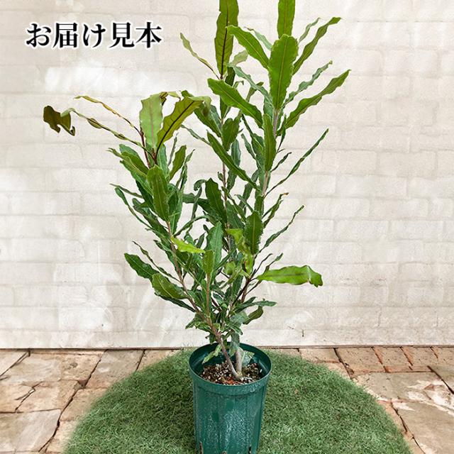 マカデミアナッツ クーパー 15cm 5号 鉢植え