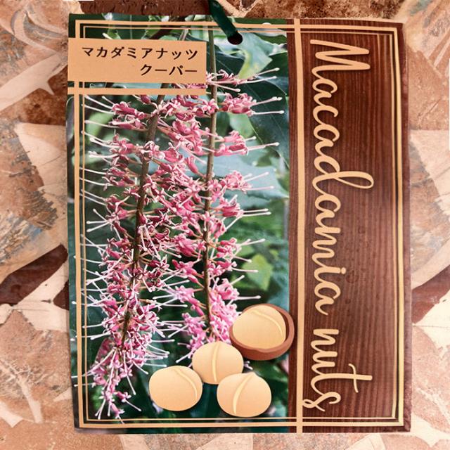 マカデミアナッツ クーパー 15cm 5号 鉢植え