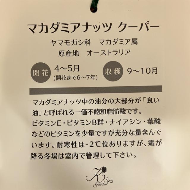 マカデミアナッツ クーパー 15cm 5号 鉢植え