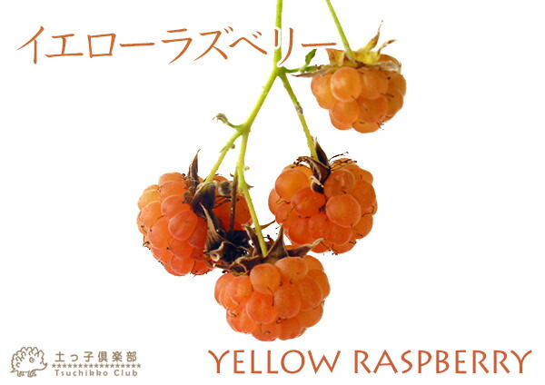 イエローラズベリー