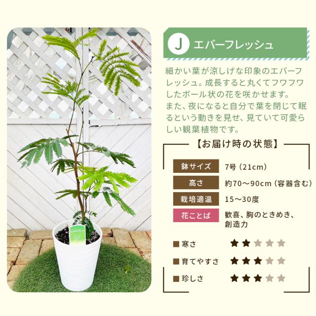 【選べる7品種】観葉植物7号鉢+鉢カバーブルー
