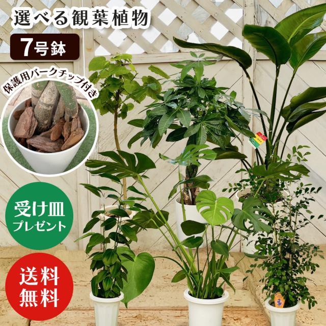 【選べる6品種】観葉植物7号鉢+バークチップ