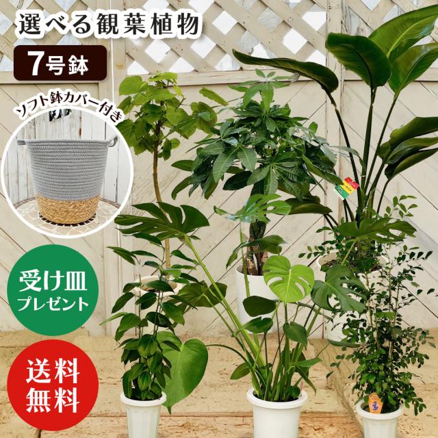 【選べる7品種】観葉植物7号鉢+鉢カバーブルー
