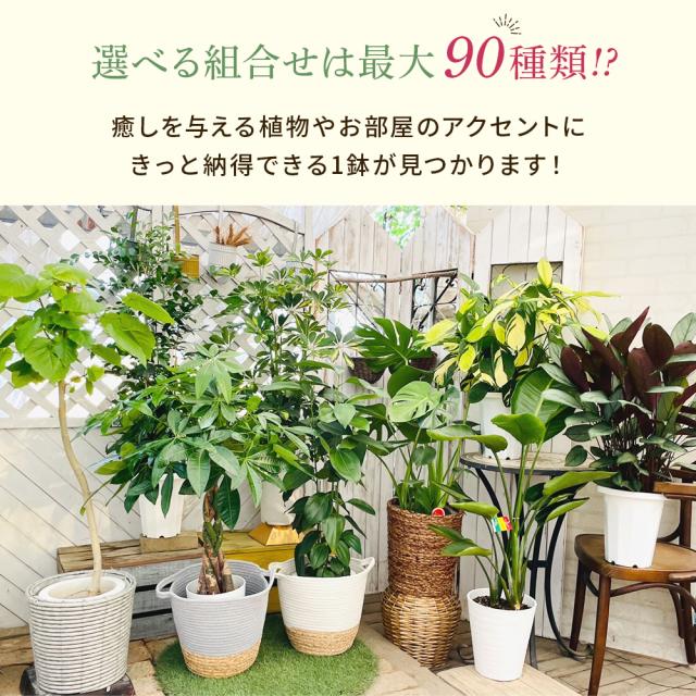 【選べる6品種】観葉植物7号鉢+バークチップ