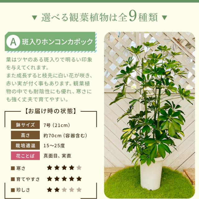 ホンコンカポック 7号鉢