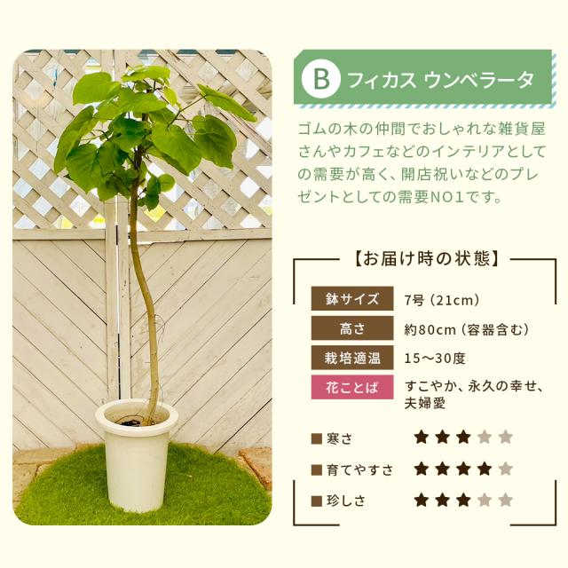 【選べる6品種】観葉植物7号鉢+バークチップ
