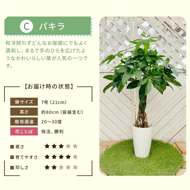 【選べる6品種】観葉植物7号鉢+バークチップ