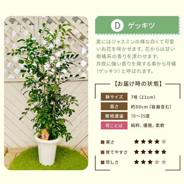 【選べる6品種】観葉植物7号鉢+バークチップ