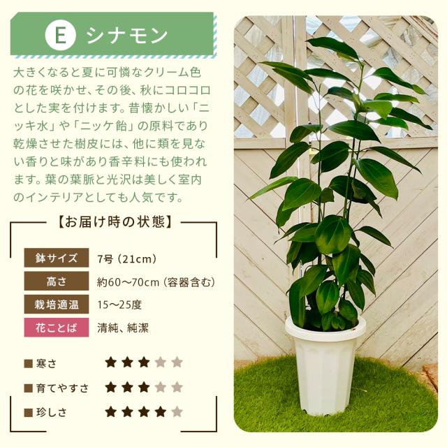 【選べる6品種】観葉植物7号鉢+バークチップ