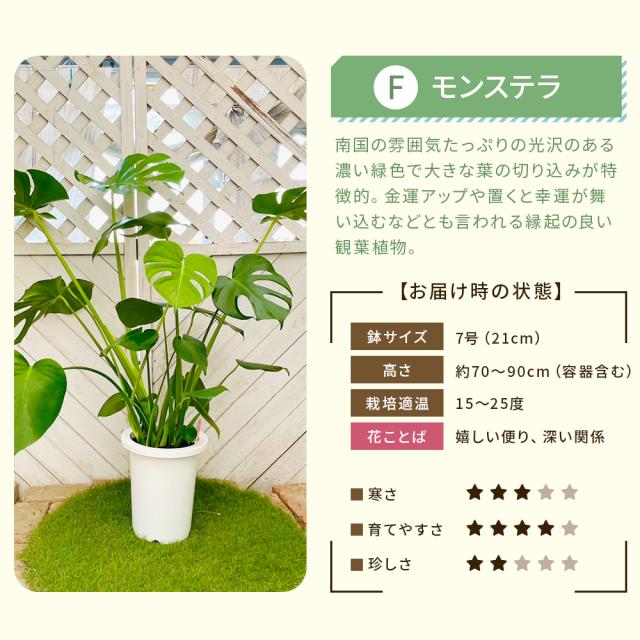 【選べる6品種】観葉植物7号鉢+バークチップ