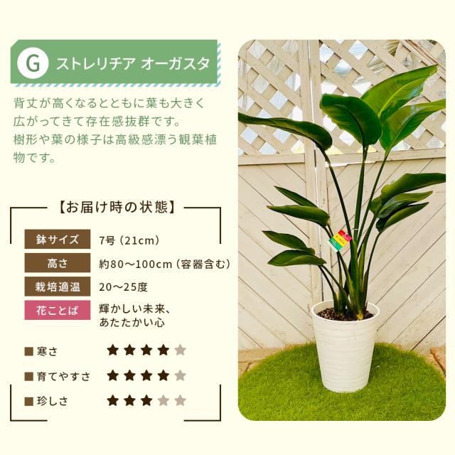 【選べる6品種】観葉植物7号鉢+バークチップ