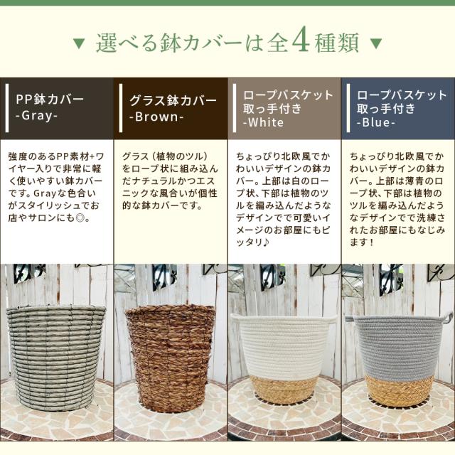 【選べる7品種】観葉植物7号鉢+鉢カバーブルー