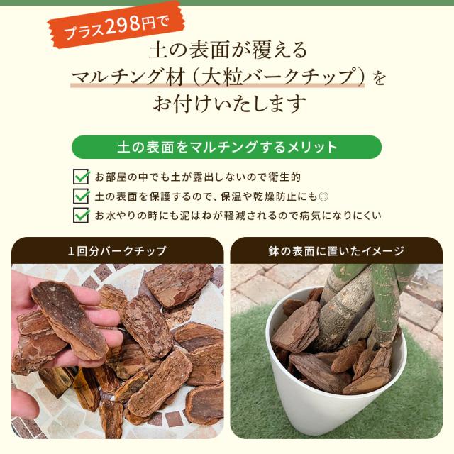 【選べる6品種】観葉植物7号鉢+バークチップ