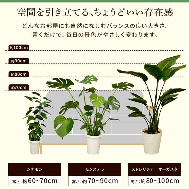 【選べる6品種】観葉植物7号鉢+バークチップ