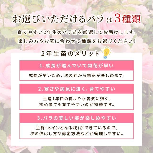 バラの福箱セット