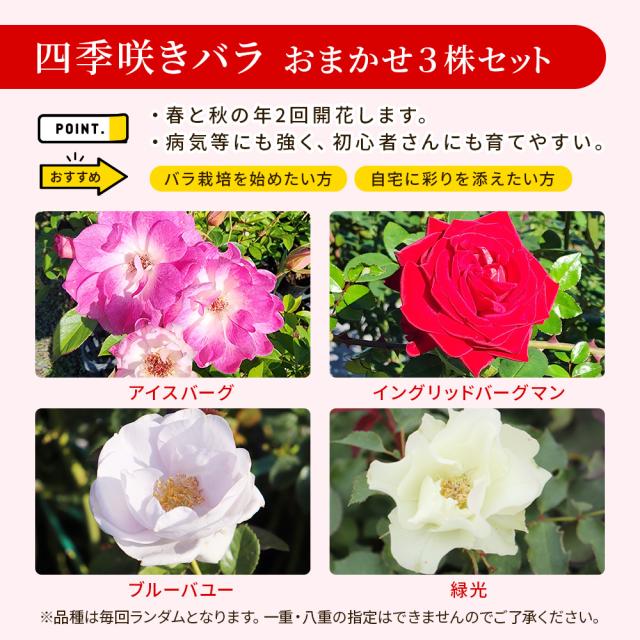 バラの福箱セット